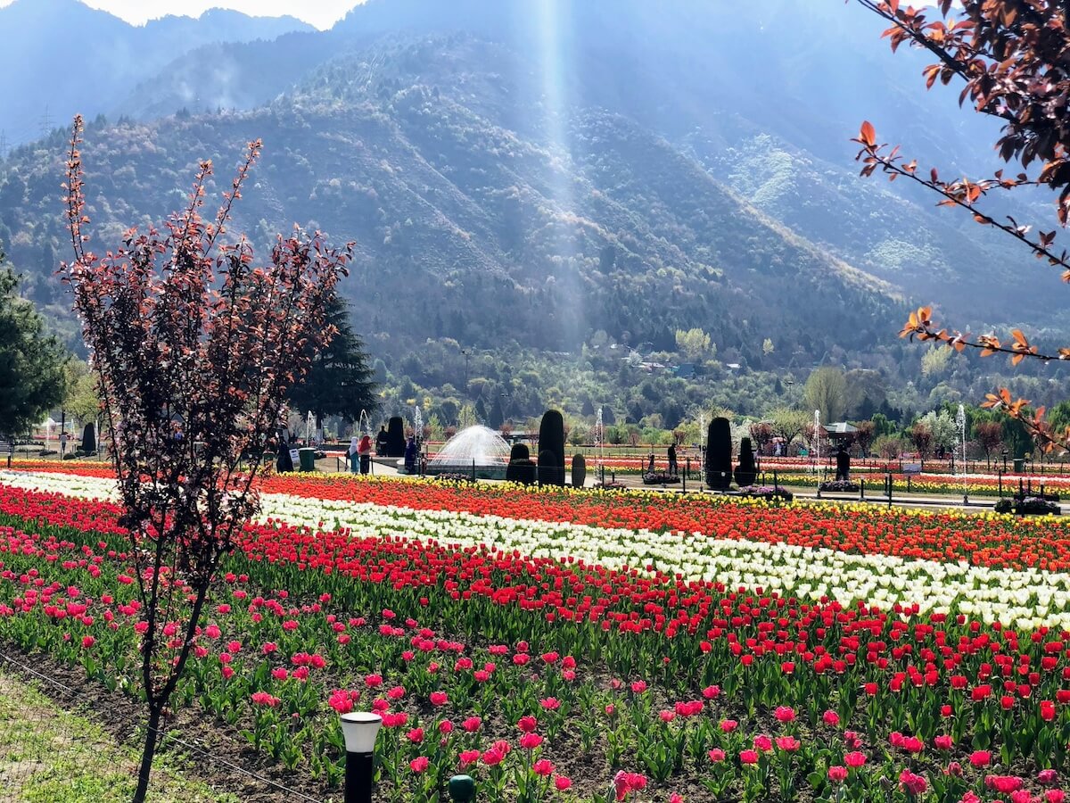 Exploring Kashmir: The Saffron Heart of India